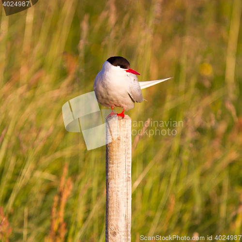 Image of Arctic tern resting, warm evening sunlight