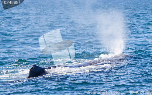 Image of Blowout of a large Sperm Whale near Iceland