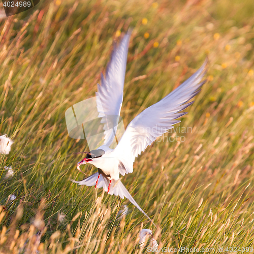 Image of Arctic tern with a fish - Warm evening sun