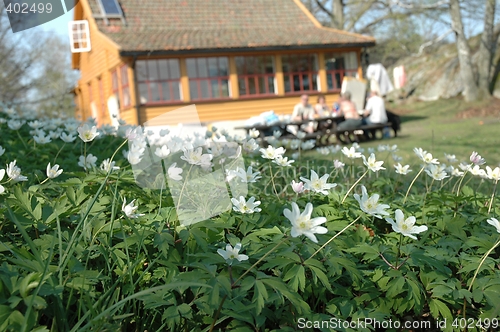 Image of Flowers in front of coastal cottage