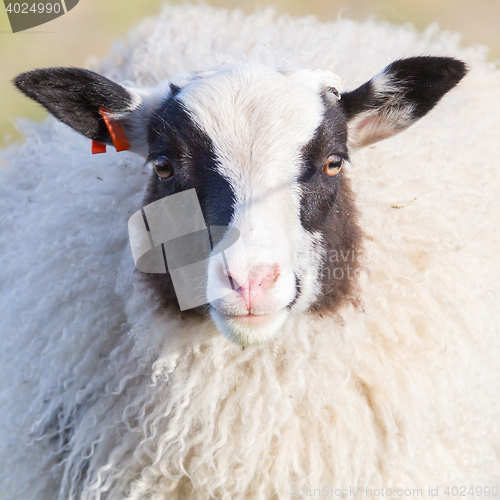 Image of Icelandic sheep, close-up