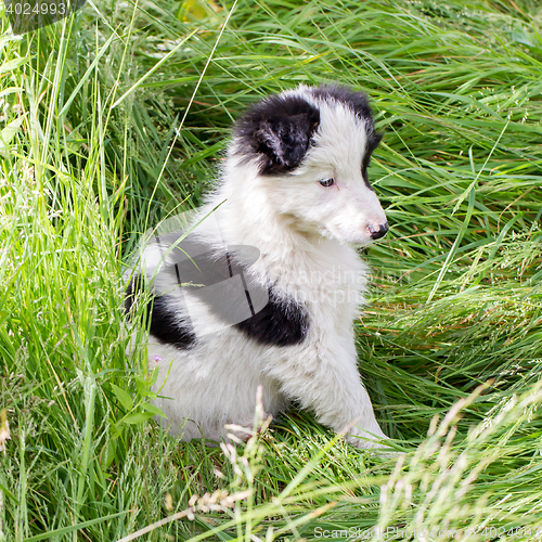 Image of Border Collie puppy on a farm