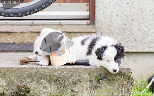 Image of Border Collie puppies sleeping on a farm