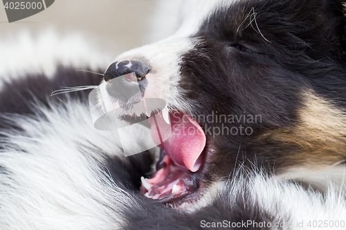 Image of Border Collie puppies sleeping on a farm