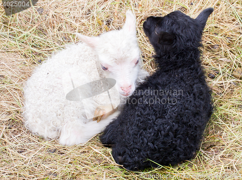 Image of Little newborn lambs resting on the grass - Black and white