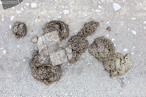 Image of Horse manure with flies