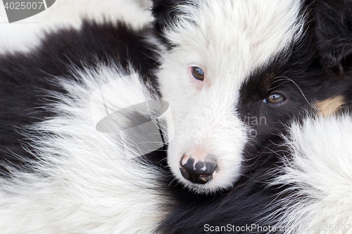 Image of Border Collie puppies sleeping on a farm