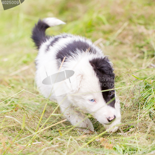 Image of Border Collie puppy on a farm