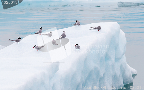 Image of Birdlife in Jokulsarlon, a large glacial lake in Iceland