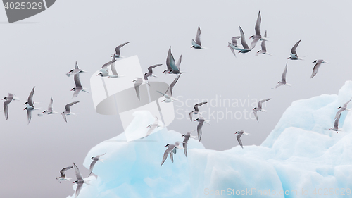 Image of Birdlife in Jokulsarlon, a large glacial lake in Iceland