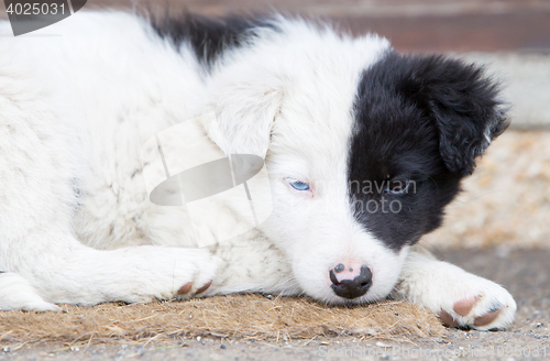 Image of Border Collie puppy on a farm