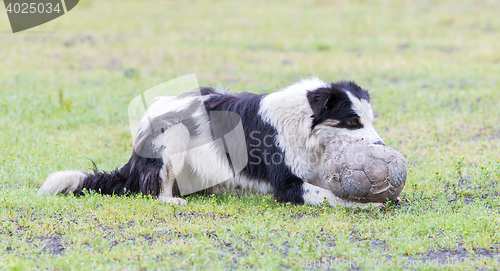 Image of Playful Border collie