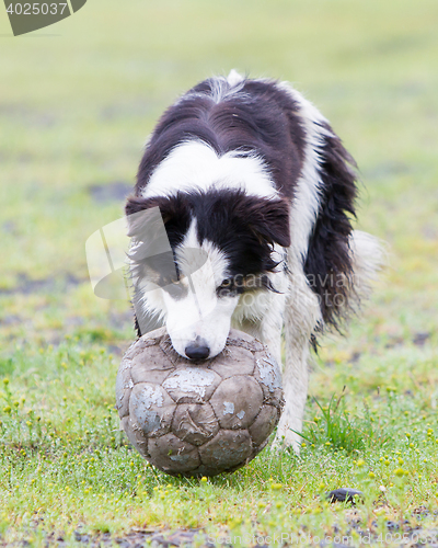 Image of Playful Border collie