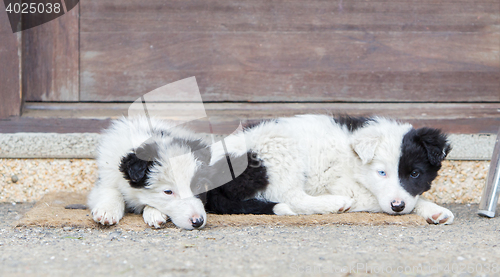 Image of Border Collie puppies sleeping on a farm