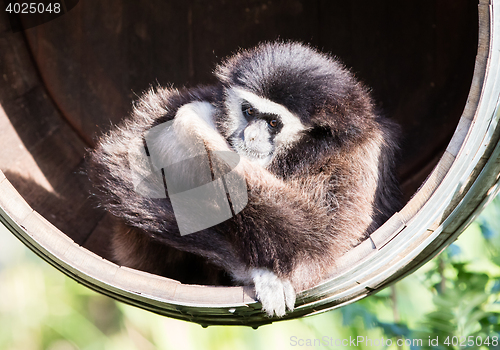 Image of White handed gibbon sitting in a barrel