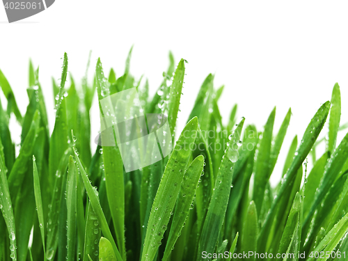 Image of Grass After Rain