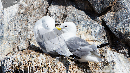 Image of Black-legged kittiwake