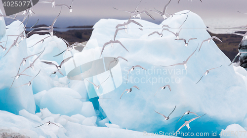 Image of Birdlife in Jokulsarlon, a large glacial lake in Iceland