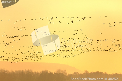 Image of Many Geese Flying