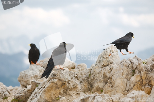 Image of Crows on the Mountain