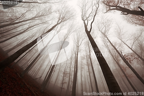 Image of Autumn Forest Fog