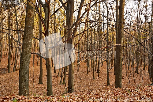 Image of Autumn Forest Detail