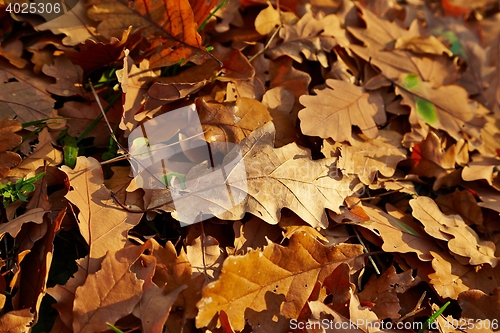 Image of Fallen autumn leaves