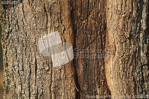 Image of Tree Trunk Closeup