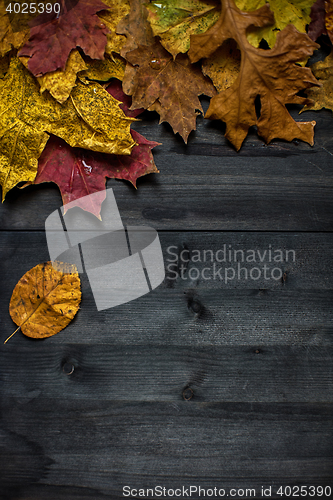 Image of Wood autumn background