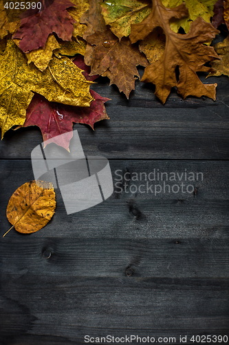 Image of Wood autumn background