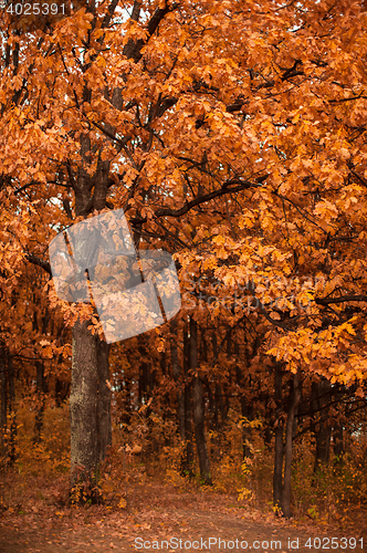 Image of autumn oak-tree leaves