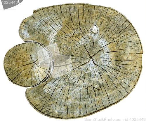 Image of Cross section of tree trunk 