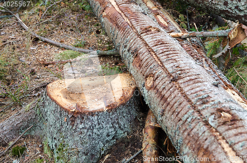 Image of Stump with a felled tree trunk