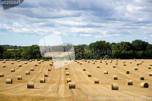 Image of Round strawbales in a field