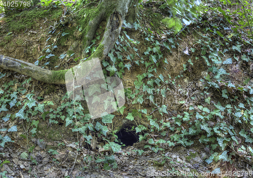 Image of Fox Hole Camouflaged with Ivy Creeper