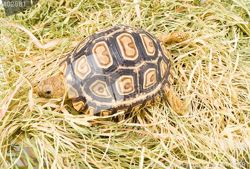 Image of Geochelone Pardalis