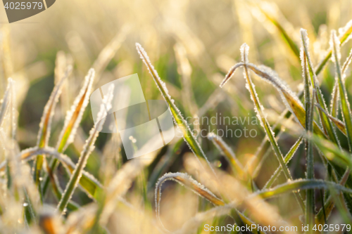 Image of young grass plants, close-up