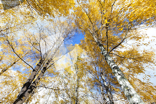 Image of birch tree in autumn
