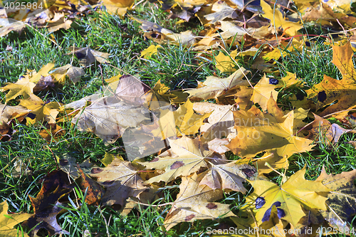 Image of autumn foliage of the trees,