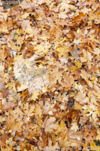 Image of Autumn Park, overcast