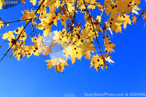 Image of Nature in autumn season