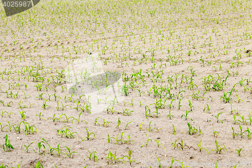 Image of agricultural field with corn