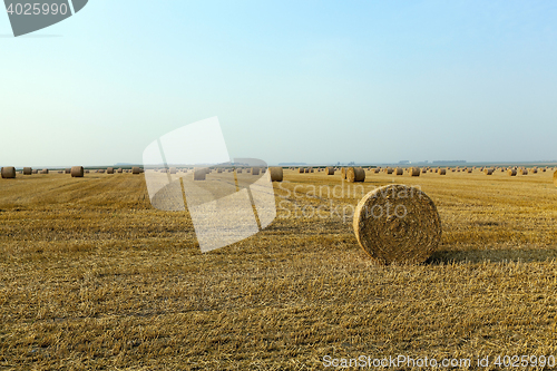 Image of stack of straw in the field