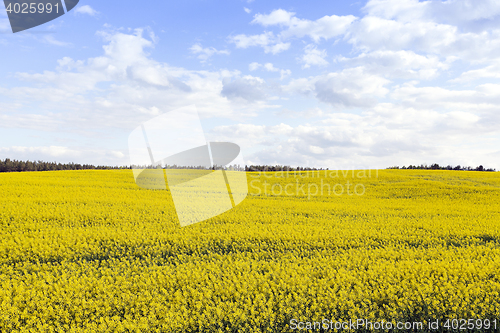 Image of collection rapeseed crop