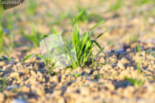 Image of field with young wheat