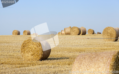 Image of stack of straw in the field