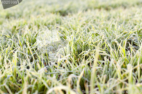 Image of young grass plants, close-up