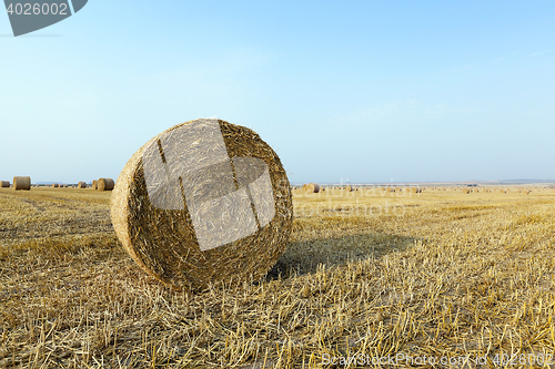 Image of straw in the field