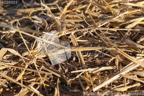 Image of straw in the field