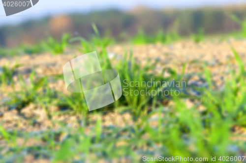 Image of field with young wheat